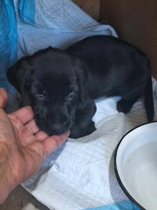 მეტისი. კალაუბანი