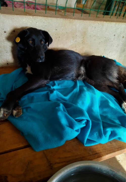 მეტისი ჩორნა