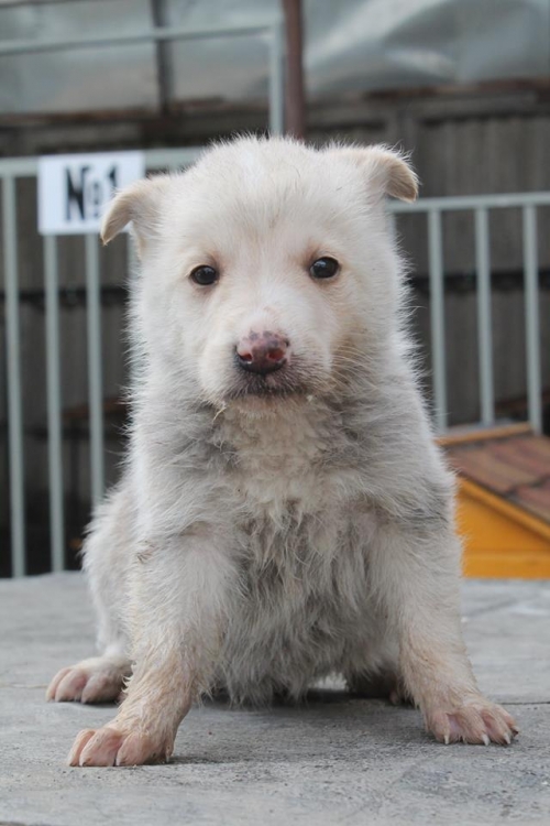 აღმოსავლეთ ევროპული ნაგაზი უსახელო