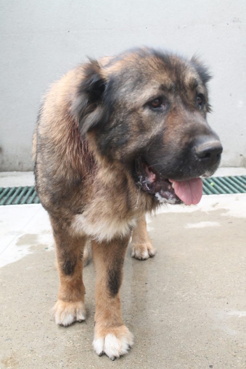 ქართული ნაგაზი ქალა