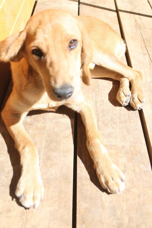 მეტისი უსახელო