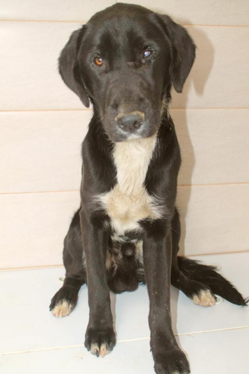 მეტისი ჩორნა