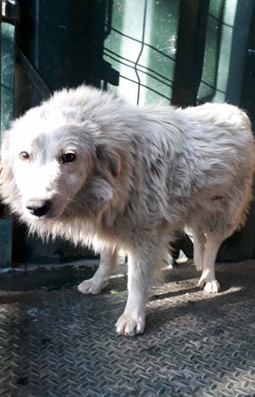 მეტისი უსახელო