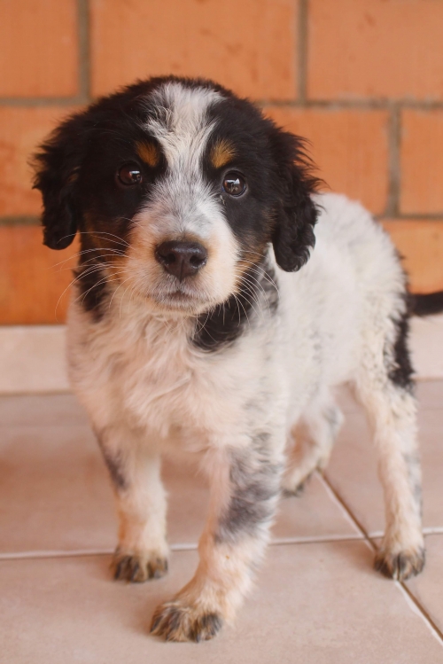 მეტისი უსახელო