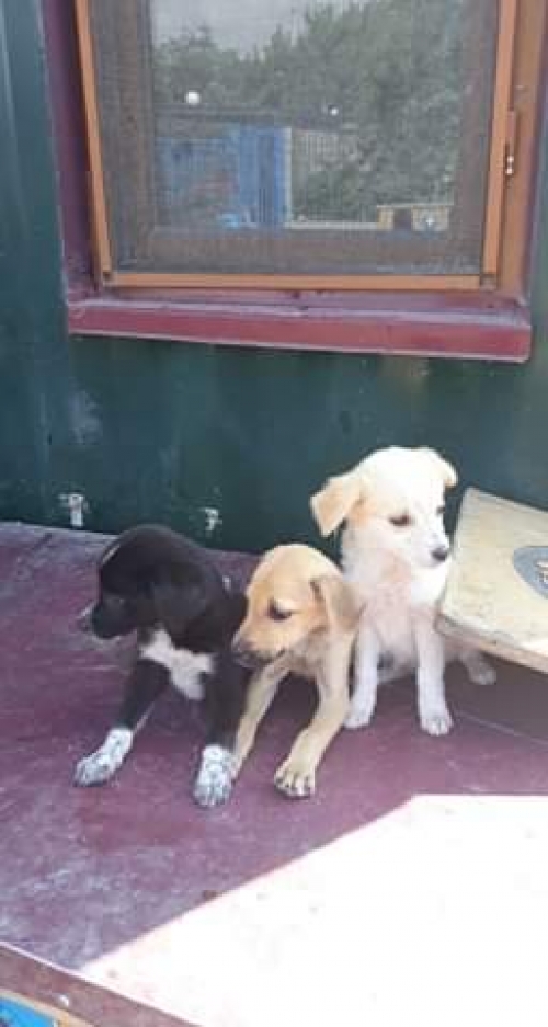 მეტისი უსახელო