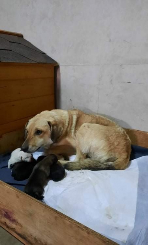 მეტისი პანტიატი