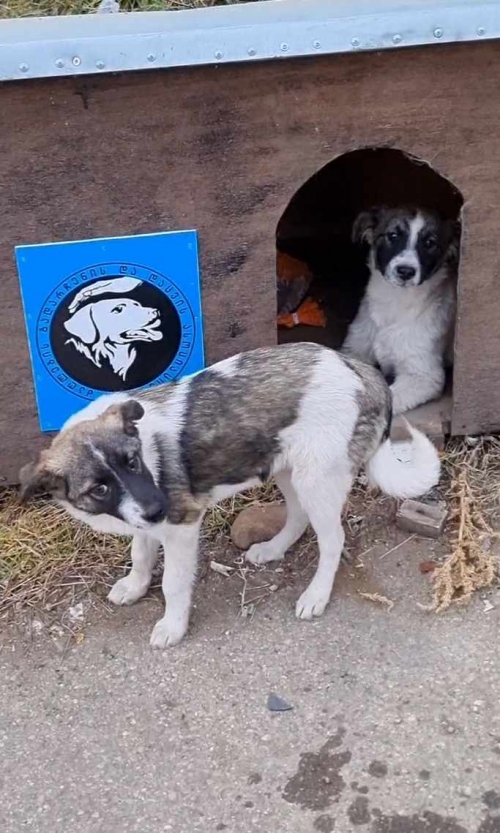 მეტისი ნაპოვნია თავშესაფართან