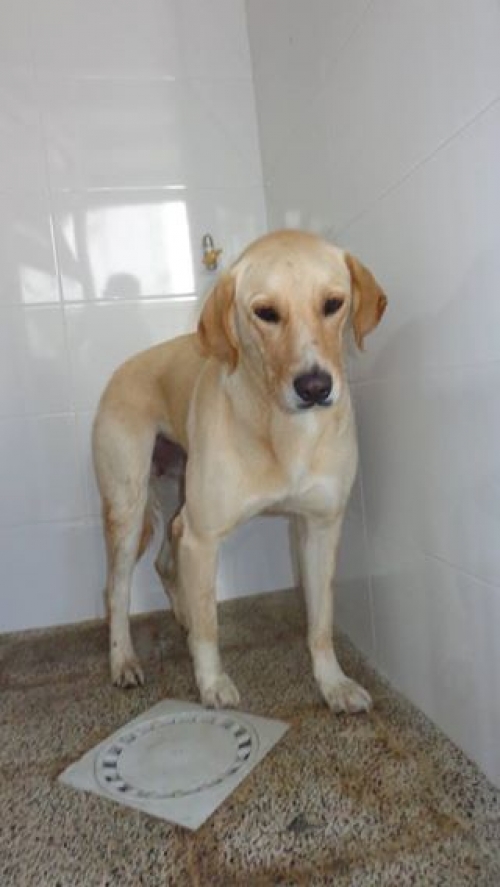 ლაბრადორი ჯენი