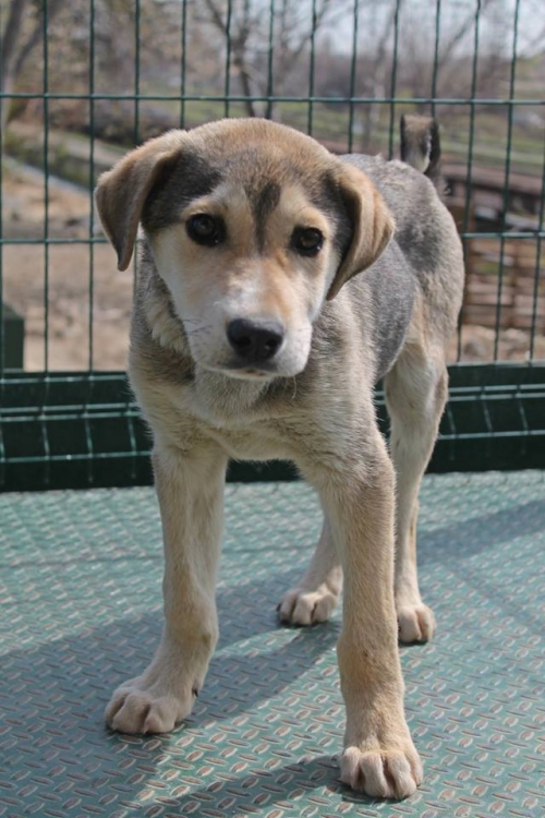 მეტისი ბარსიკა