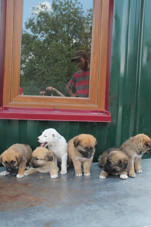 ქართული ქოფაკი უსახელო