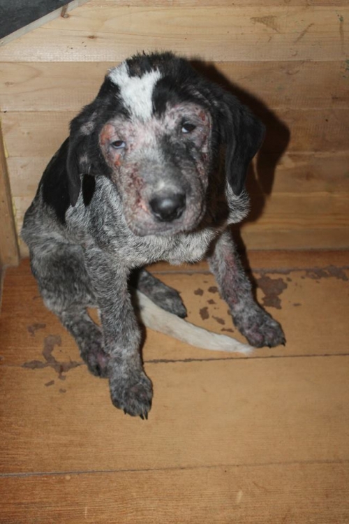 მეტისი ლედი