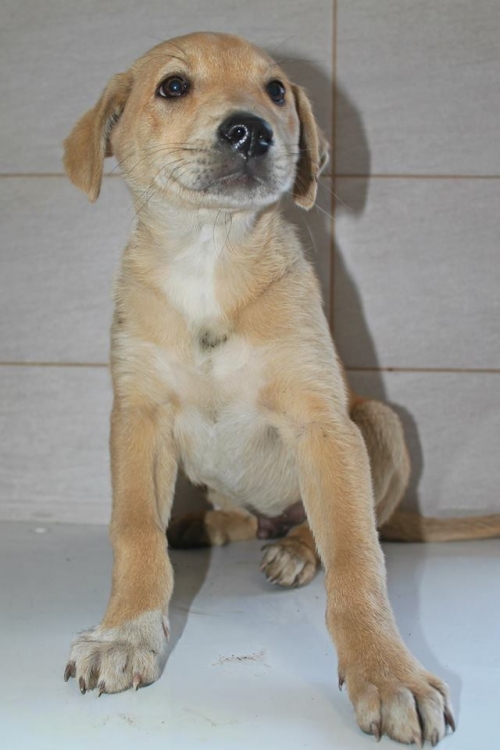 მეტისი უსახელო