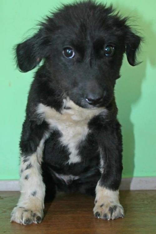 მეტისი უსახელო