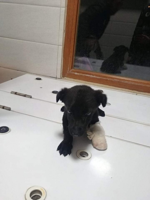 მეტისი უსახელო