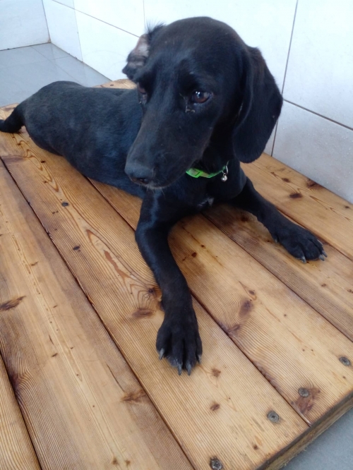 მეტისი ვარკეთილი ზემოპლატო