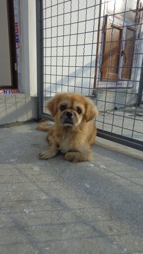 პეკინესი უცნობი