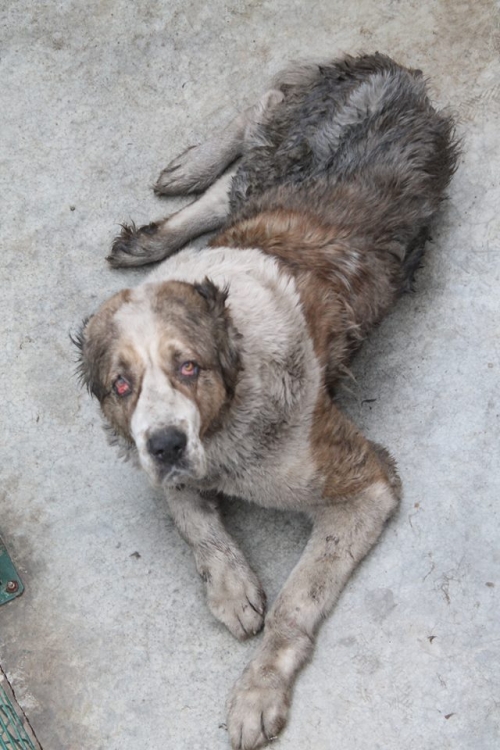 აზიური ნაგაზი უსახელო