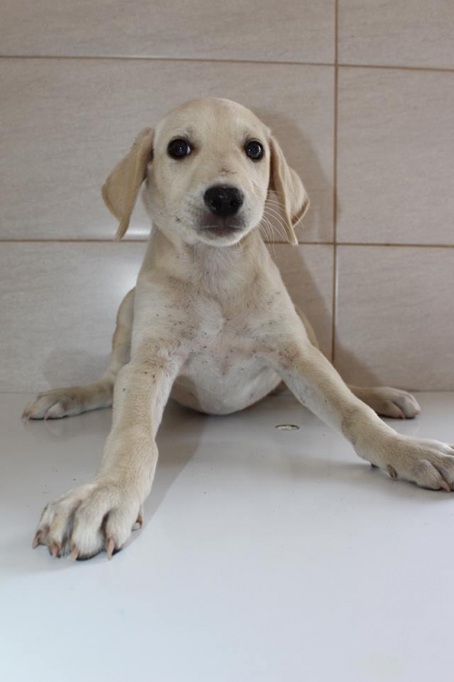 მეტისი უსახელო