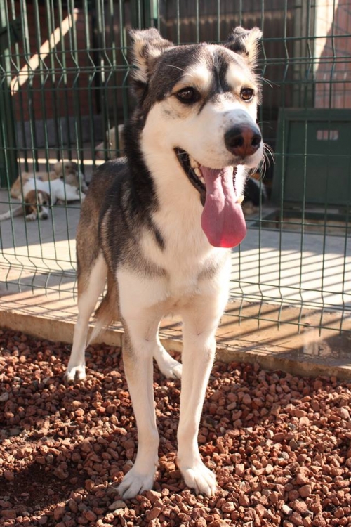 ლაიკის მეტისი ფიფქი