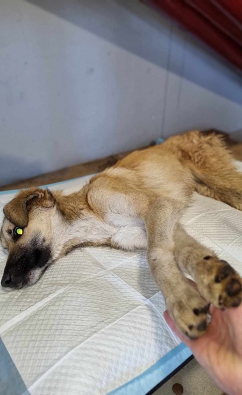 მეტისი ბეთანია პანტიანის გზა