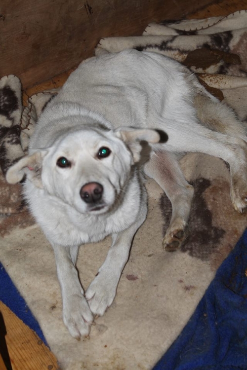 მეტისი უსახელო