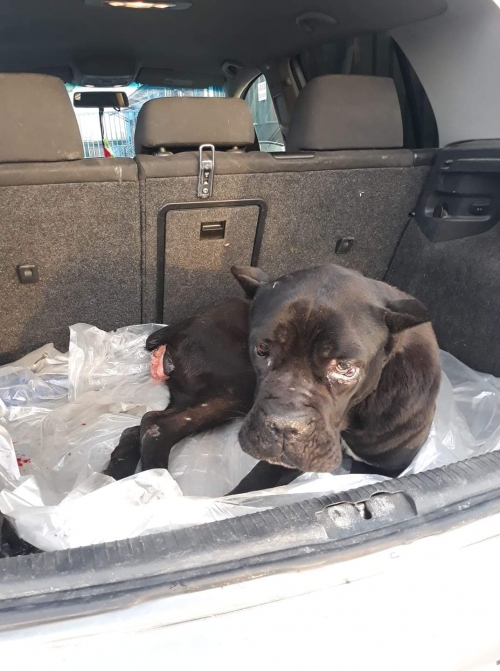 კანე კორსო კაპ.რნ. სიფ ძალისი