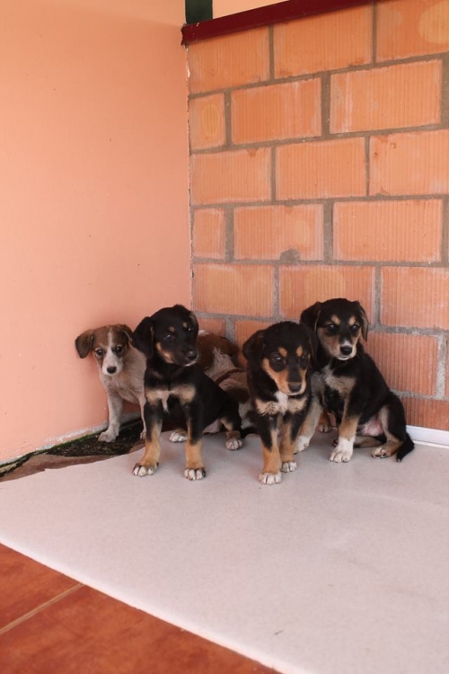 მეტისის ლეკვები უსახელო