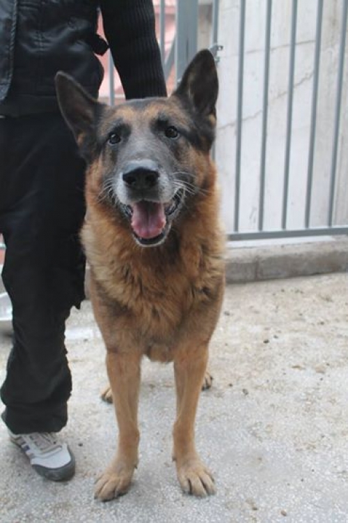 აღმოსავლეთ ევროპული ნაგაზი რეი