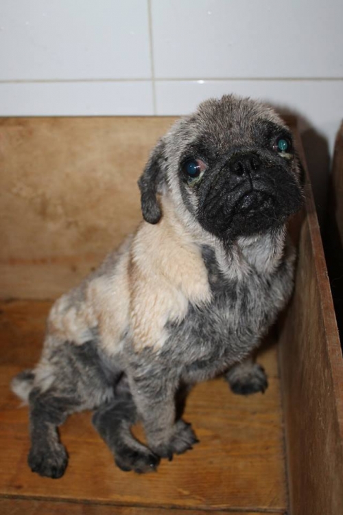 მოპსი ბობი