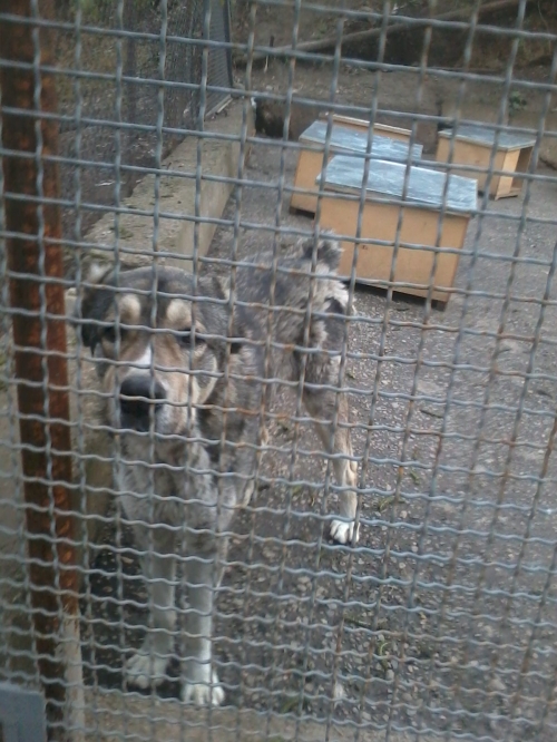 ქართული ნაგაზი ბასარა