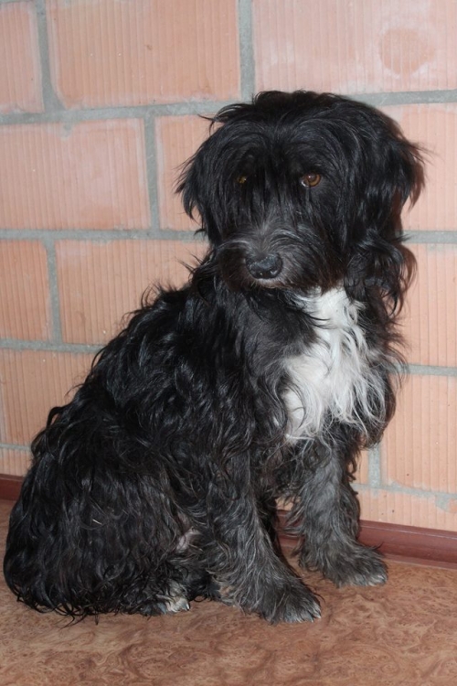 ბალონკა ბუბუ