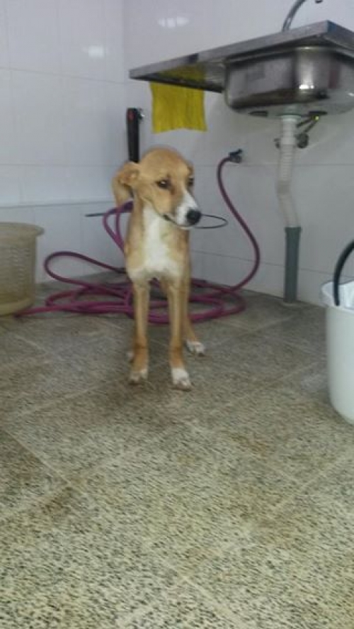 მეტისი ტობი