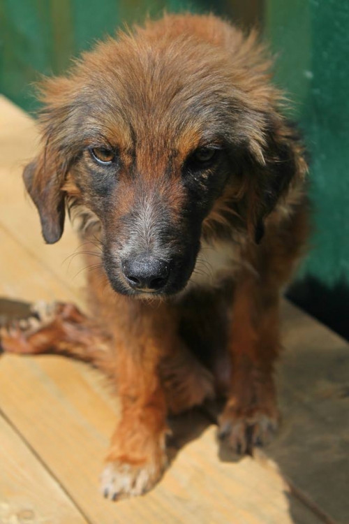 მეტისი უსახელო