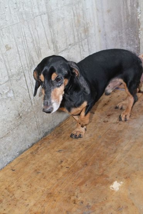 ტაქსა ჯერი