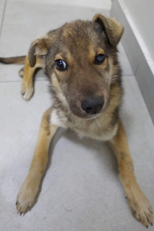 მეტისი უსახელო