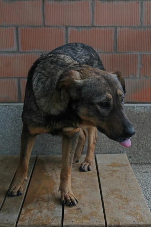 მეტისი ჯესიკა