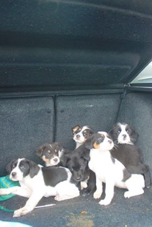 მეტისი უსახელო