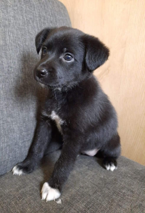 მეტისი უსახელო