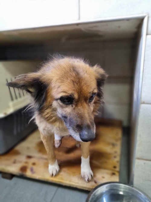 მეტისი ჯეკა . გლდანი მე 7 მკ.