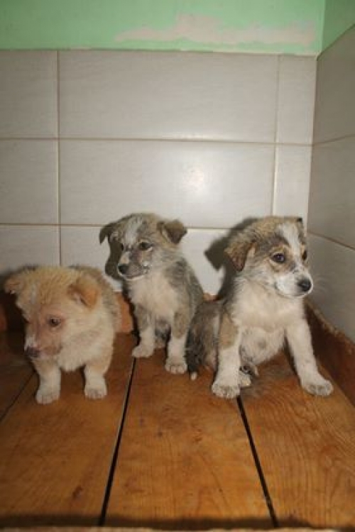 ქართული ქოფაკი უსახელო