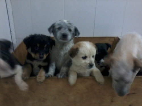 მეტისის ლეკვები უსახელო