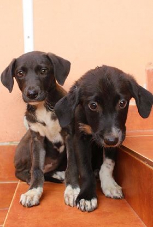 მეტისი უსახელო