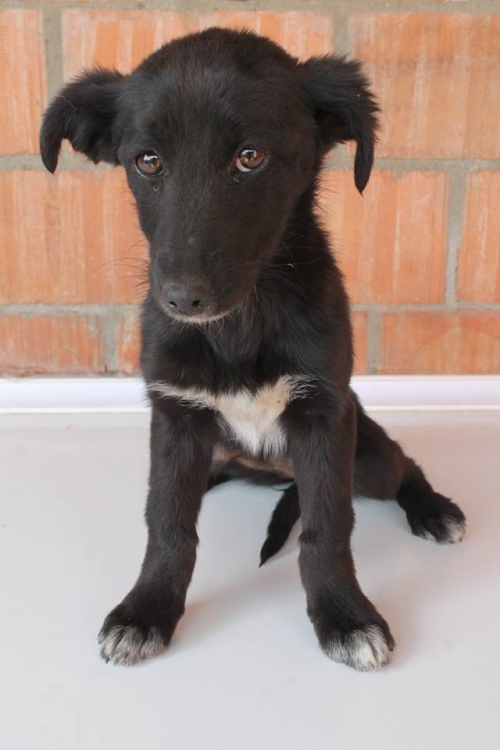 მეტისი უსახელო