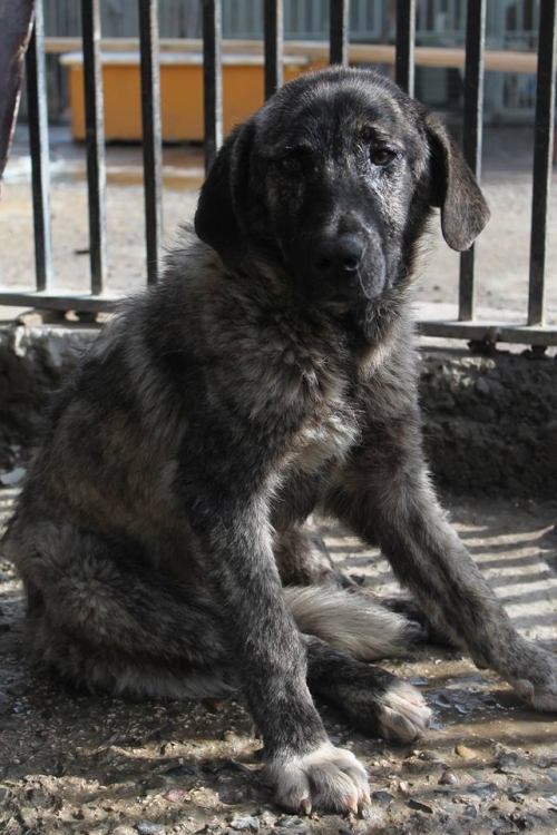 მეტისი უსახელო