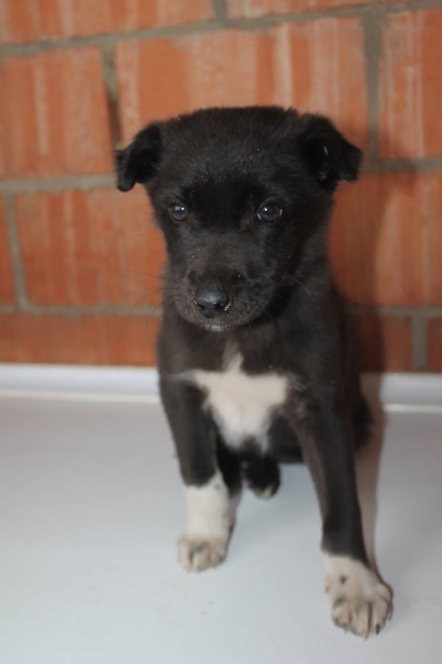 მეტისი უსახელო