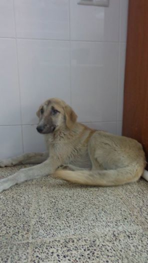 მეტისი უსახელო