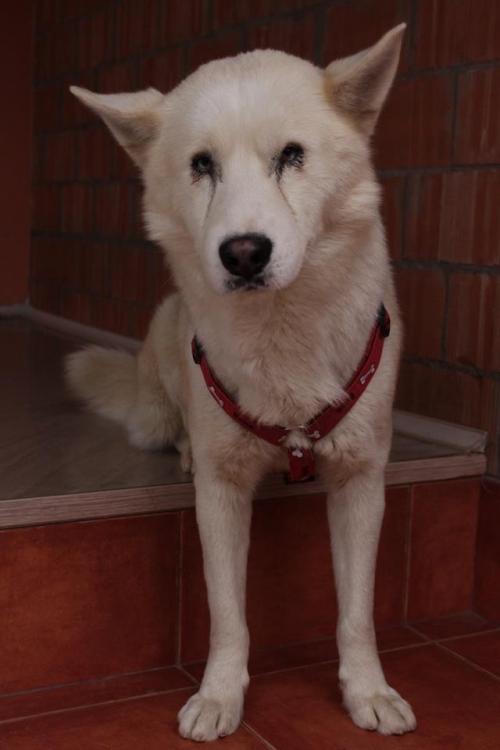 ლაიკა უსახელო