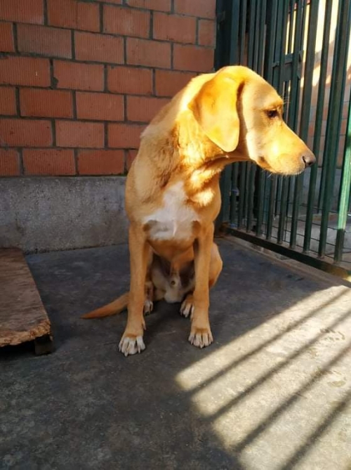 მეტისი ბახმარო