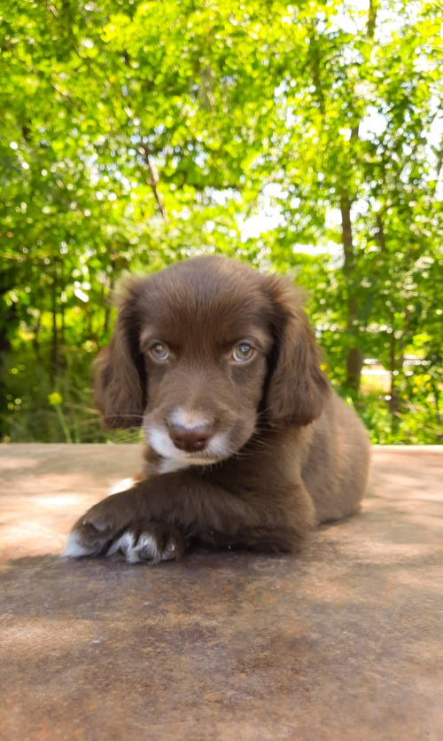 კოკერსპანიელი ფონიჭალა