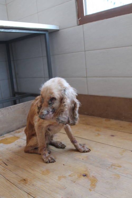 კოკერსპანიელი უსახელო